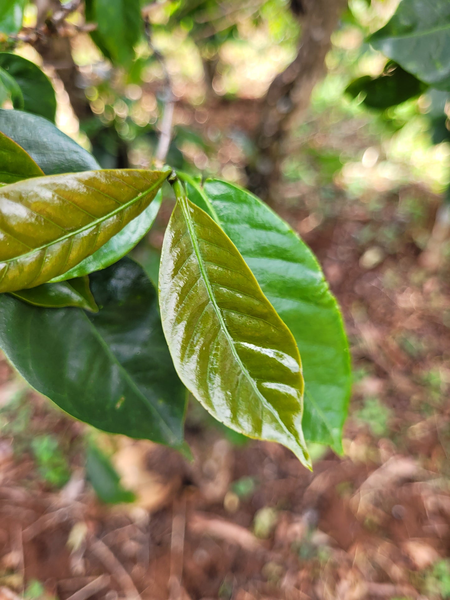 Decaf kilo(kg) bags