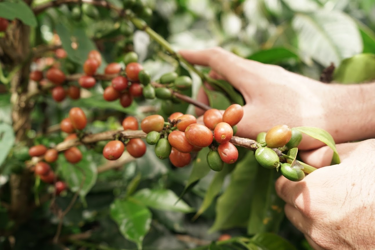 Decaf 250g bags