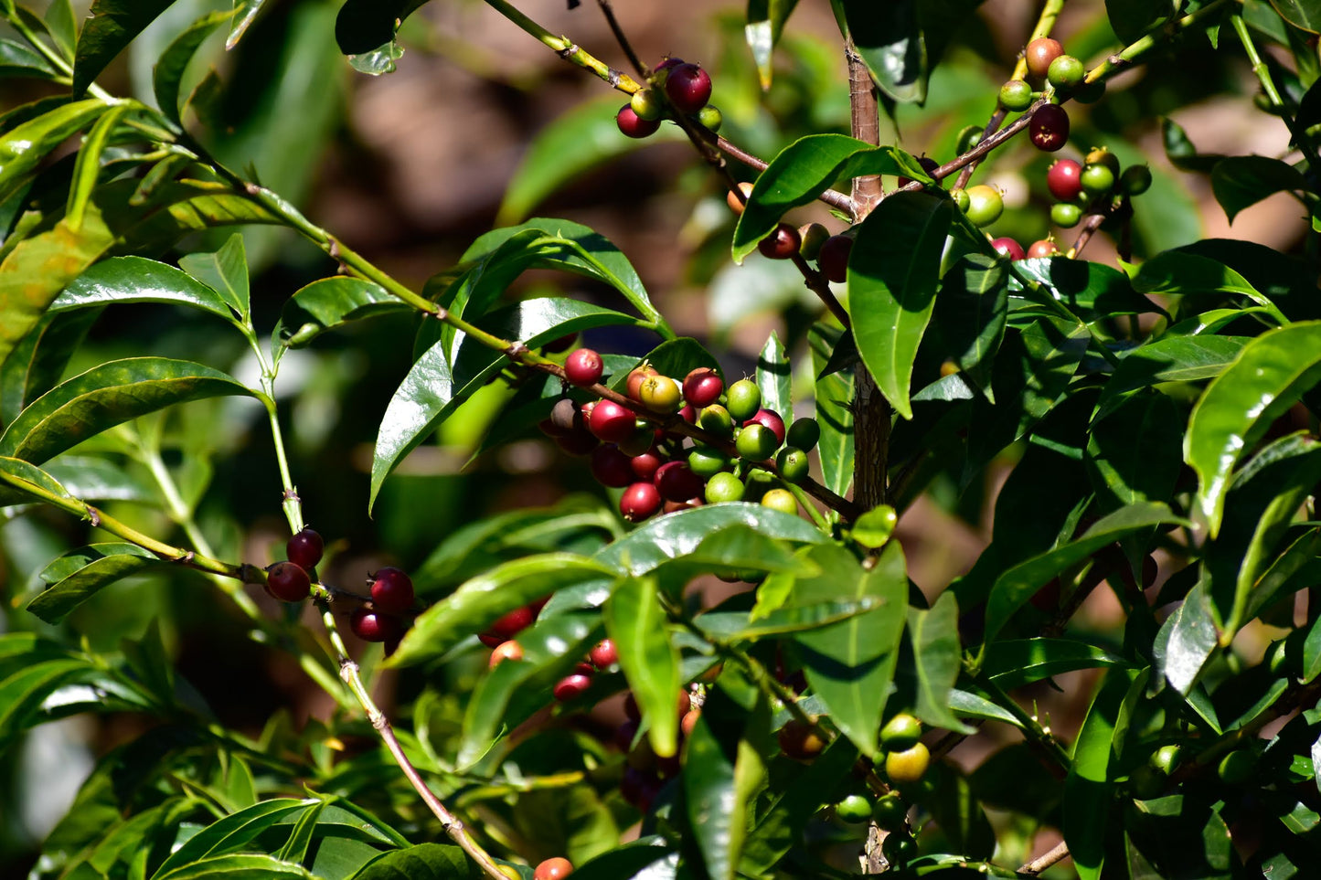 Decaf Filter Packs
